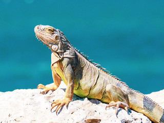 Iguana on the Beach