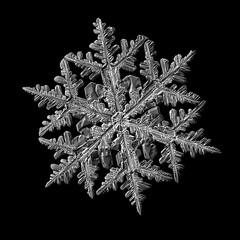 Snowflake isolated on black background. Macro photo of real snow crystal: large stellar dendrite with complex, ornate shape, fine hexagonal symmetry, long elegant arms and glossy relief surface.