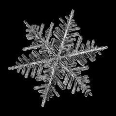 Snowflake isolated on black background. Macro photo of real snow crystal: large stellar dendrite...