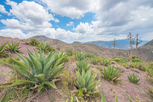 Beautiful cactus landscape at Real de Catorce desert in San Luis Potosi, Mexico 