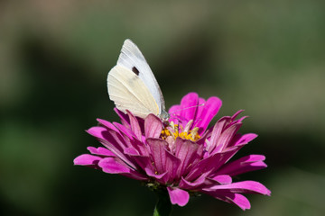 schmetterling