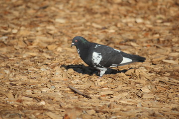 domestic pigeon bird
