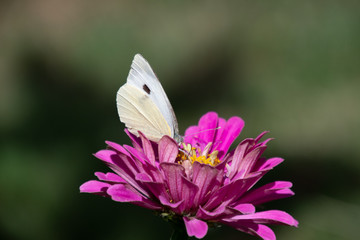 schmetterling