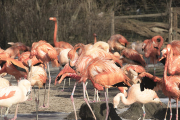 Flamingo in the Sun