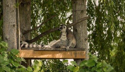 Lemurs
