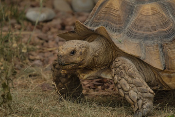 Tortoise