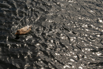 Pato en el mar
