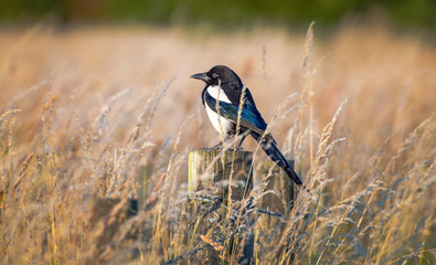 Magpie