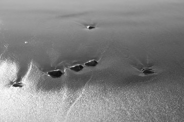 Fototapeta na wymiar Pebbles washed up onto the beach