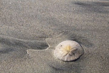 Sand dollar left by the tide