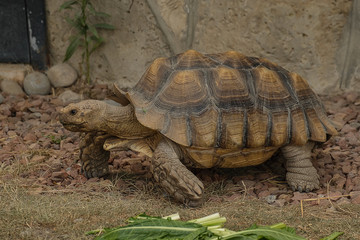 Tortoise