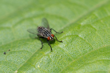 Fly