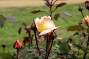 A rose in summer