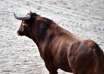 toro en espa&ntilde;a con grandes cuernos