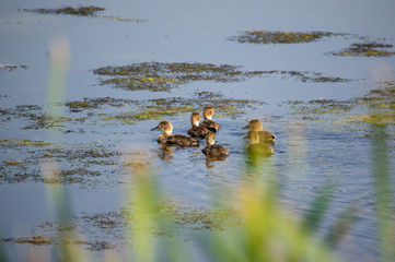 Ducklings Swimming Pond 13