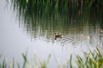Single Duckling Swimming Pond 