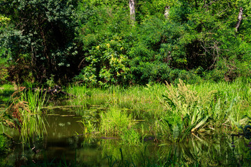Fototapeta na wymiar Swamp in the green deciduous forest at summer