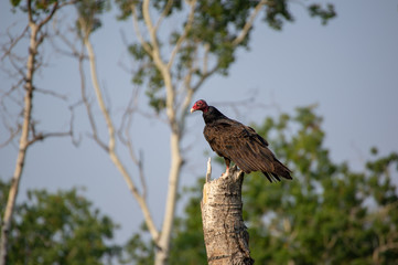 Turkey Vulture resting on Snapped Tree 7