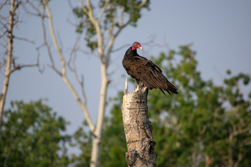 Turkey Vulture resting on Snapped Tree 6