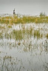 Great Blue Heron Marsh. A Great Blue Heron perched next to a marshy shore.

