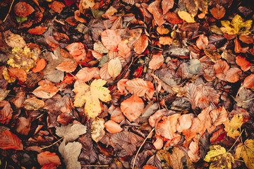 Colored wet autumnal leaves