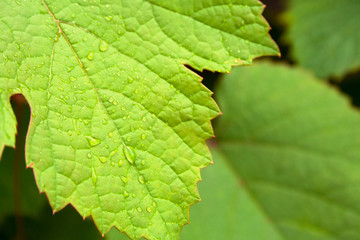 Leaf of grapes with drops