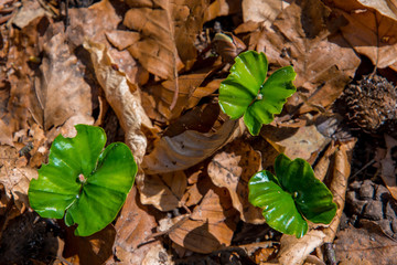 Blätter keimen im Frühling