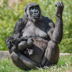 Portrait of powerful female African gorilla at guard with a baby