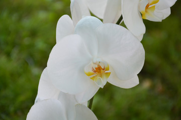 Fototapeta premium orchid, flower, white, spring, nature, plant, bloom, blossom, green, garden, flowers, beautiful, orchid, beauty, petal, yellow, floral, blooming, summer, macro, apple, flora, pink, leaf, petals, close