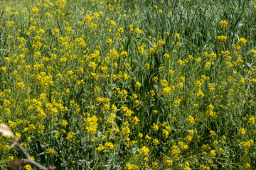 Obraz premium Yellow little flowers