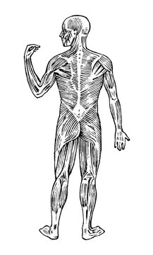 Human anatomy. Muscular and bone system. Male body Vector illustration for science, medicine and biology. Musculature and organs Engraved hand drawn old monochrome Vintage sketch. Posterior view.