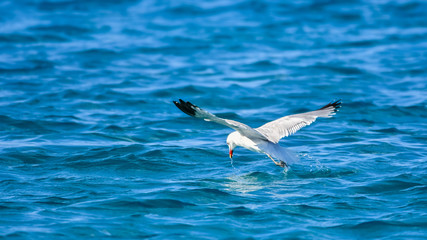 Möwe