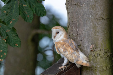 Barn Owl