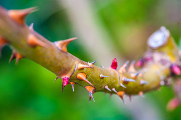 A branch or a rosebush, full of pointed sharp colourful thorns, on a blurry background