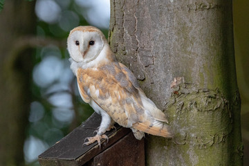 Barn Owl