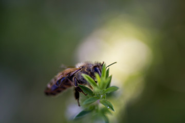 abeille thym fond blanc
