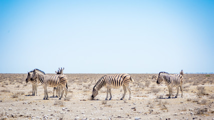 Fototapeta na wymiar Zèbre Parc national Etosha en Namibie Safari 