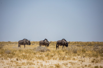 Gnou Parc national Etosha en Namibie Safari 