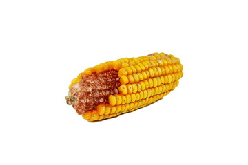 Corn isolated on a white background