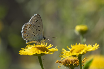 Lycaenidae / Çokgözlü Amanda / Amanda blue / Polyommatus amandus