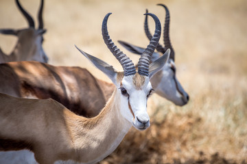 Gazelle antilope Parc national Etosha en Namibie Safari 