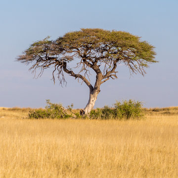 arbre savane Namibie nature d&eacute;sert safari