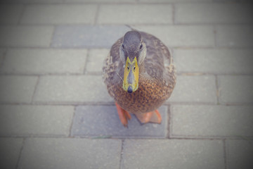 Ducks feeding with bread in the city park