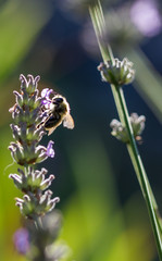 abeille butine lavande
