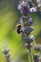 abeille sur lavande