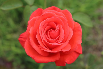 closeup of red rose with green background