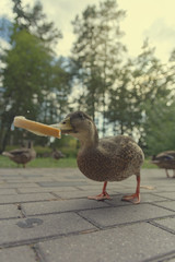 Ducks feeding with bread in the city park