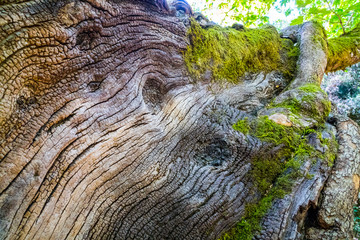 A close look to a wooden log with mosses and lichens