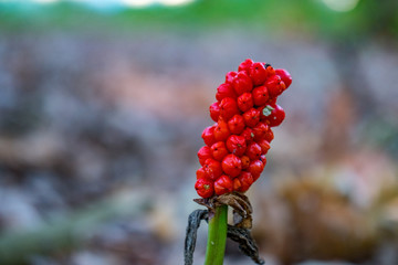 A red flower with a blurry background