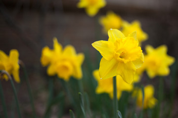 Obraz premium yellow daffodils in spring